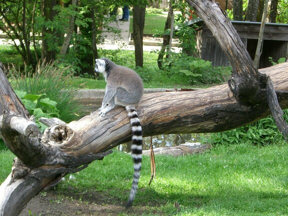 Raritätenzoo Ebbs © Raritätenzoo Ebbs